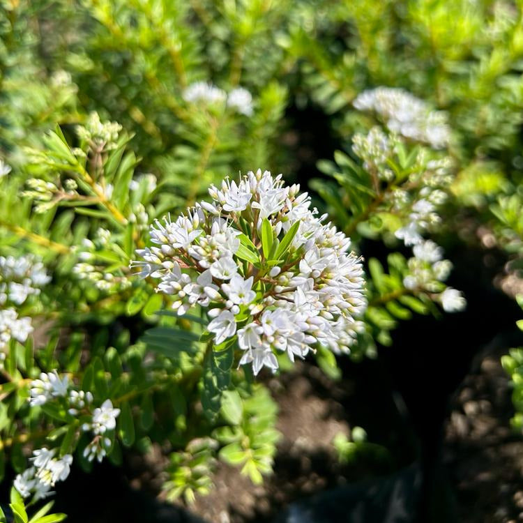 Hebe postrata-Verónica postrata