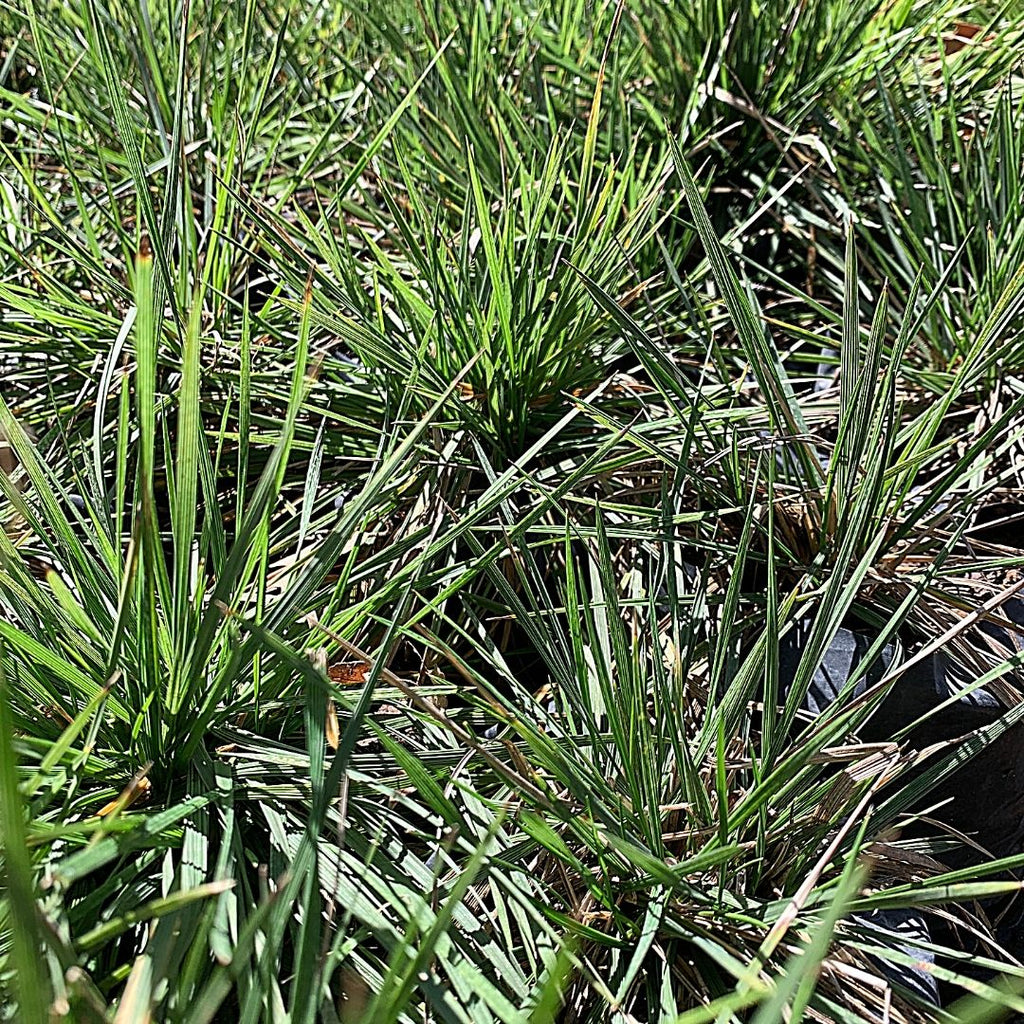 Deschampia-Deschampsia Caespitosa