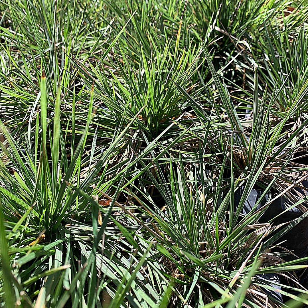 Deschampia-Deschampsia Caespitosa