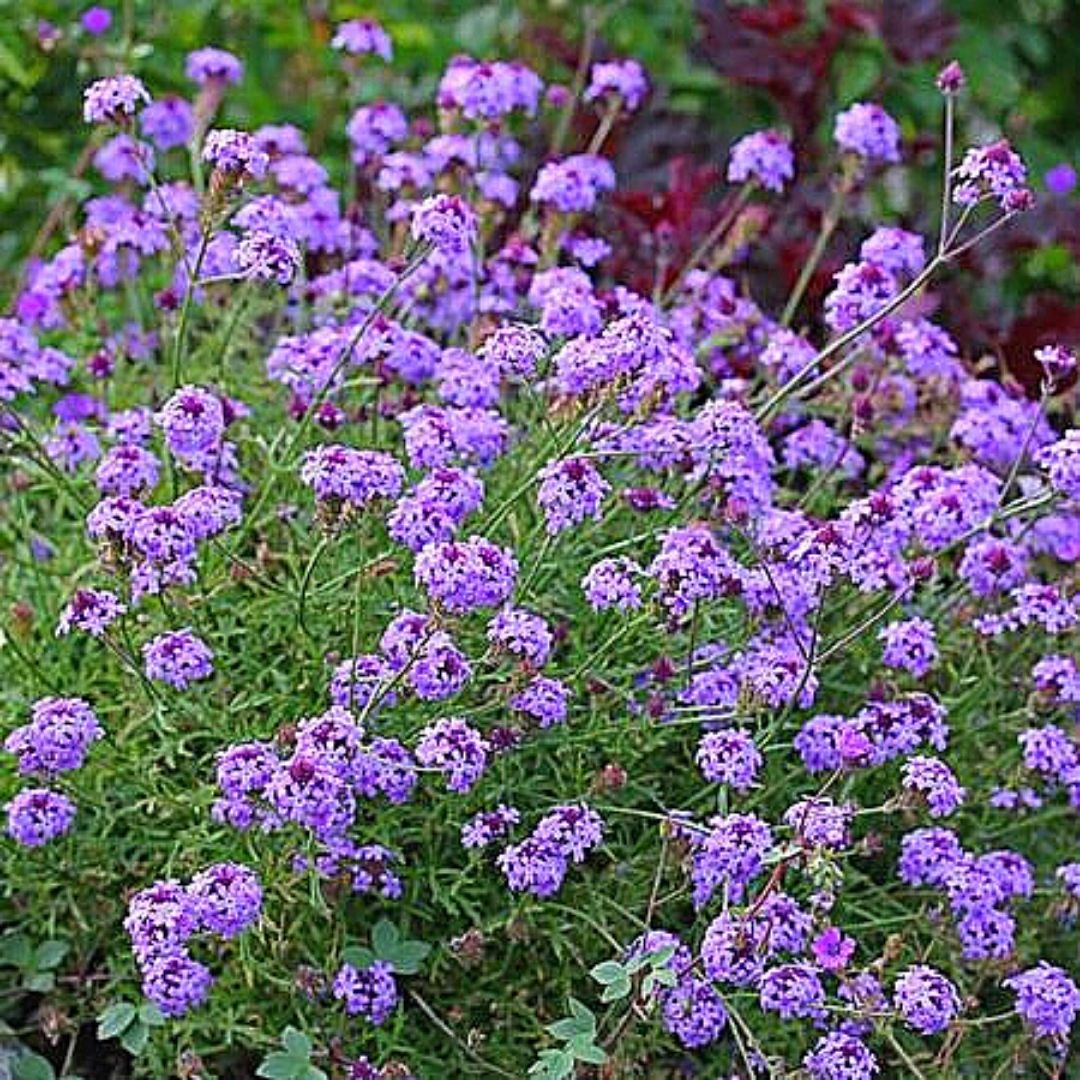 Verbena - Verbena Tenella