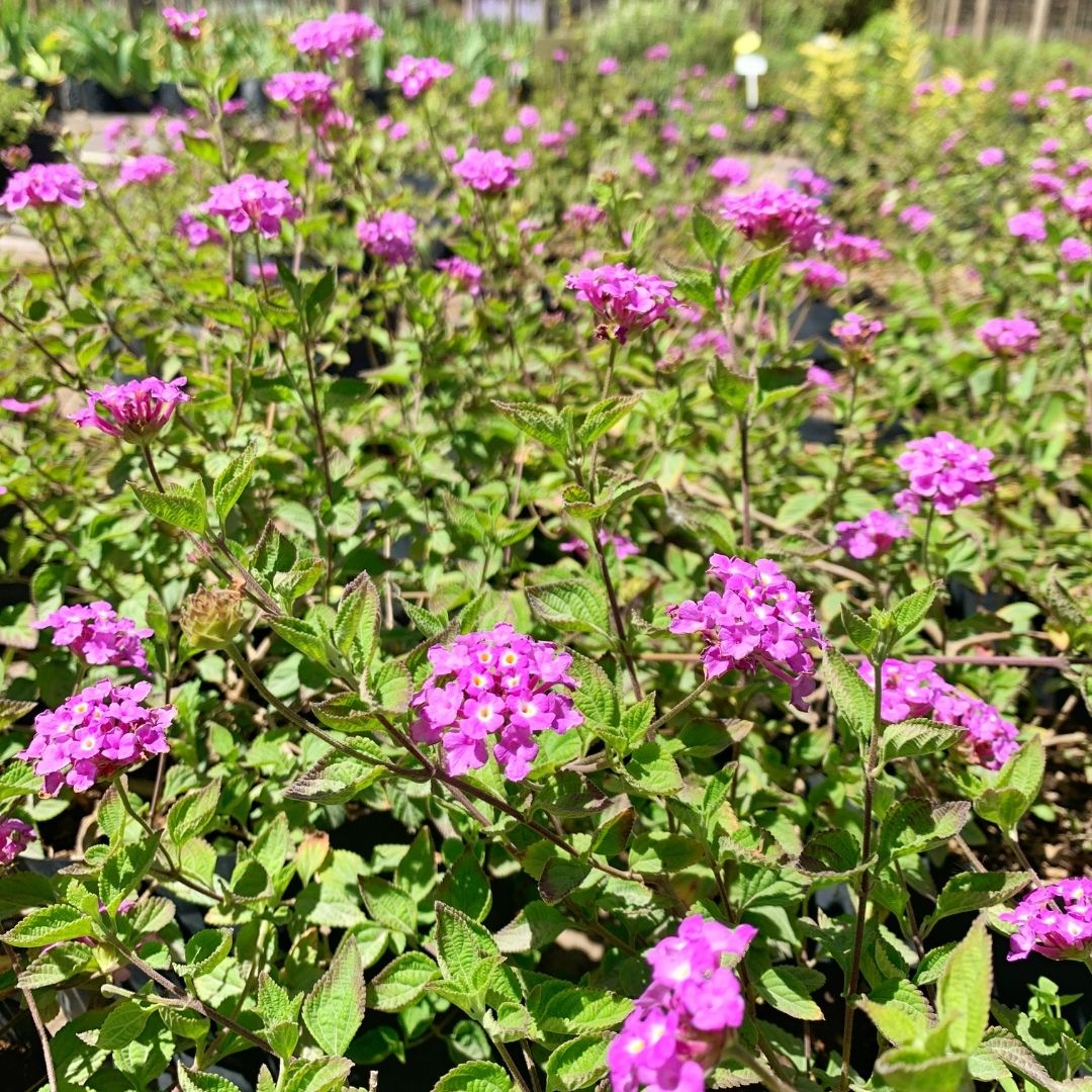 Lantana Pendula Lila- Lantana Delicatissima.