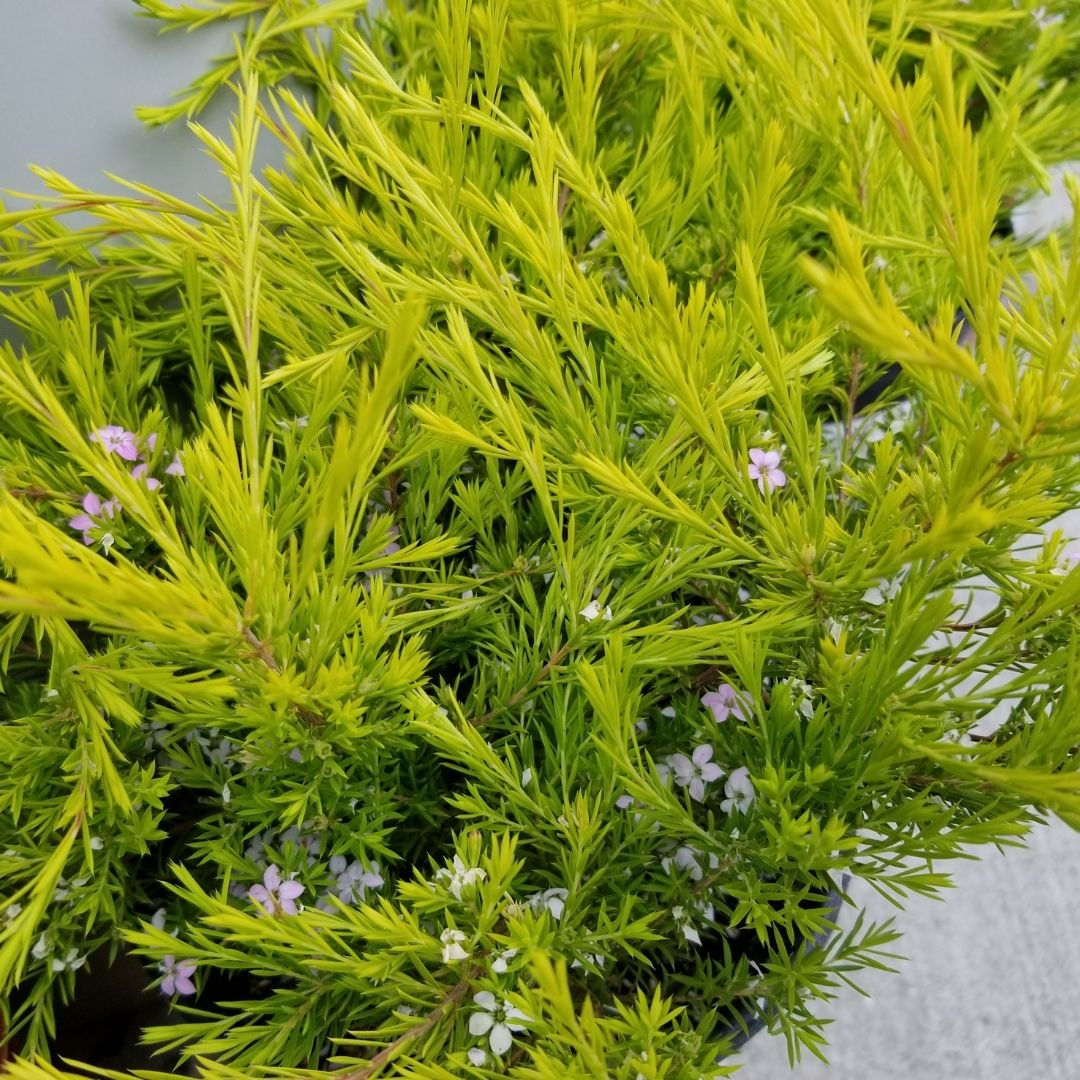 Coleonema Limon - Diosma Pulchella