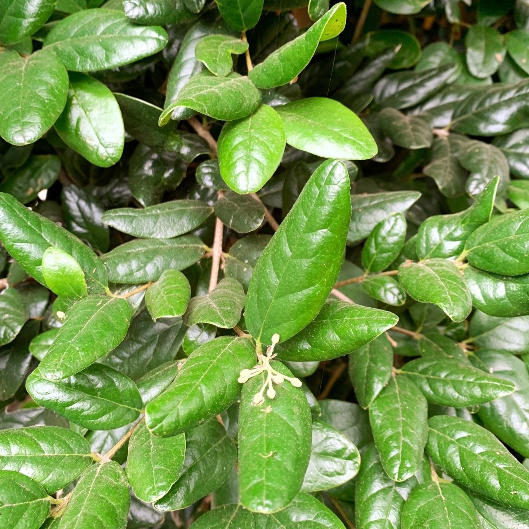 Hojas de Boldo - Detalle de las hojas características de la planta medicinal