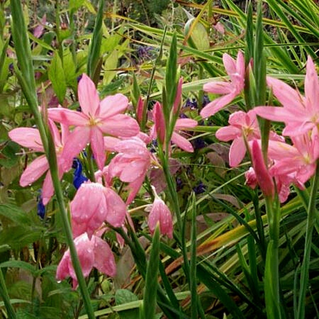Schizostylis - Schizostylis Coccinea