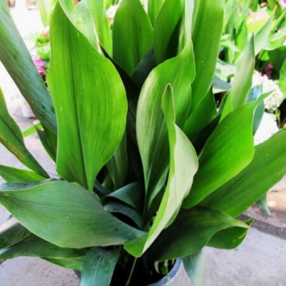 Aspidistra - Aspidistra Elatior