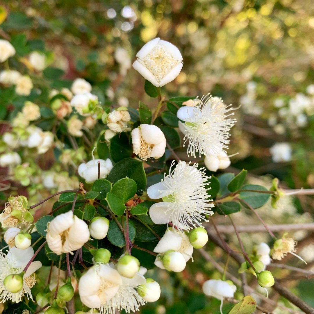 Arrayaahiin Arrayan - Luma Chequen, Myrceugenia apiculata. - Vivero Cinco Pinos