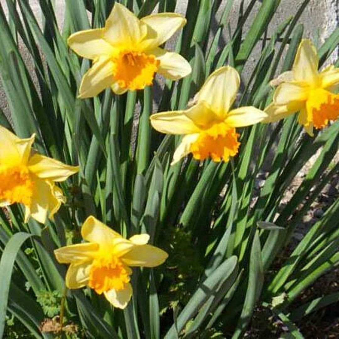 Narciso Trompeta - Narcissus Poeticus
