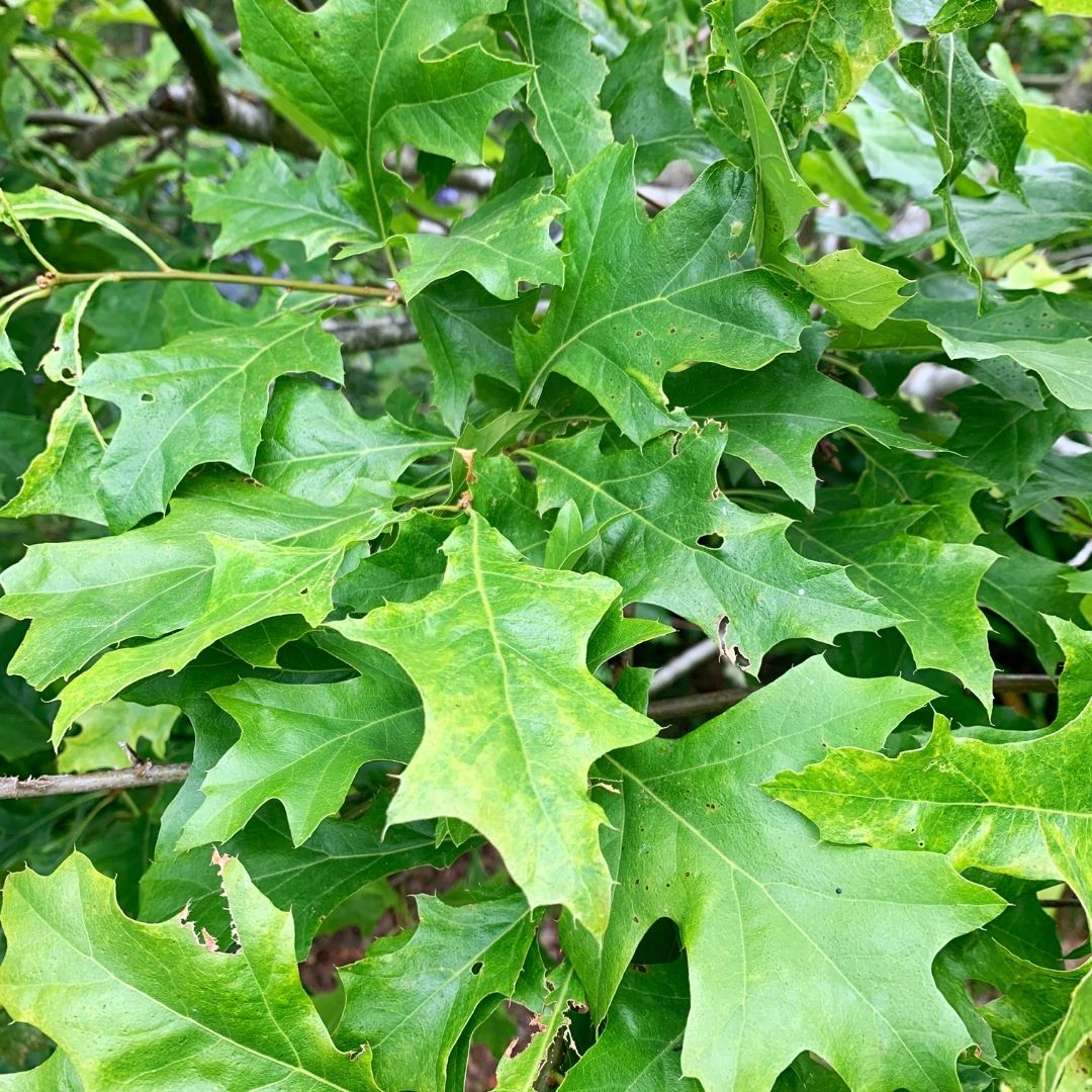 Roble De Los Pantanos - Quercus Palustris