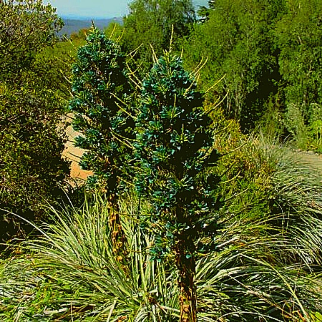Chagual - Puya Berteroniana