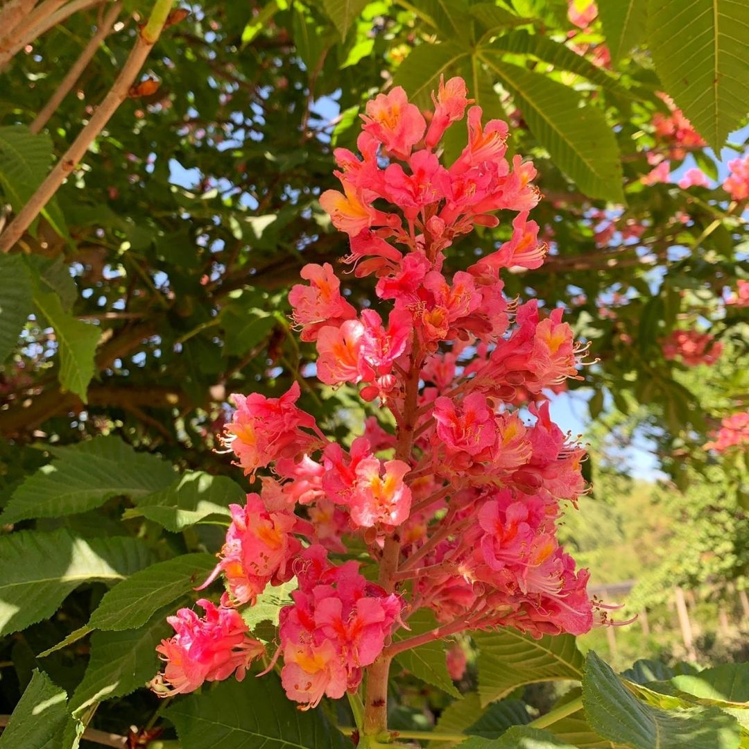 Castaño De La India Rosado - Aesculus X Carnea