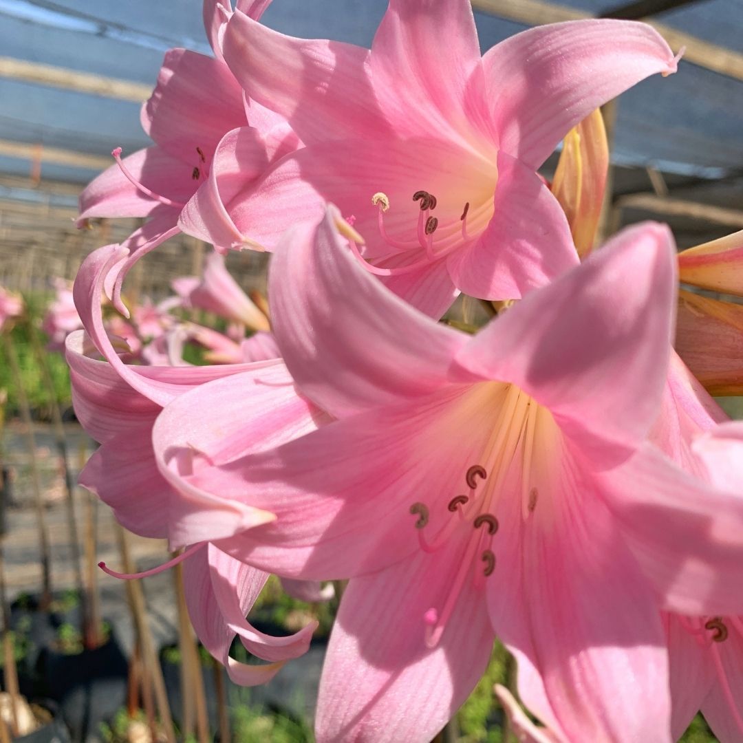 Azucena Rosada - Amaryllis Belladona