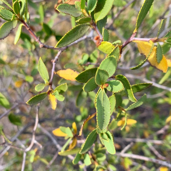 Colliguay Colliguaja Odorifera Vivero Cinco Pinos