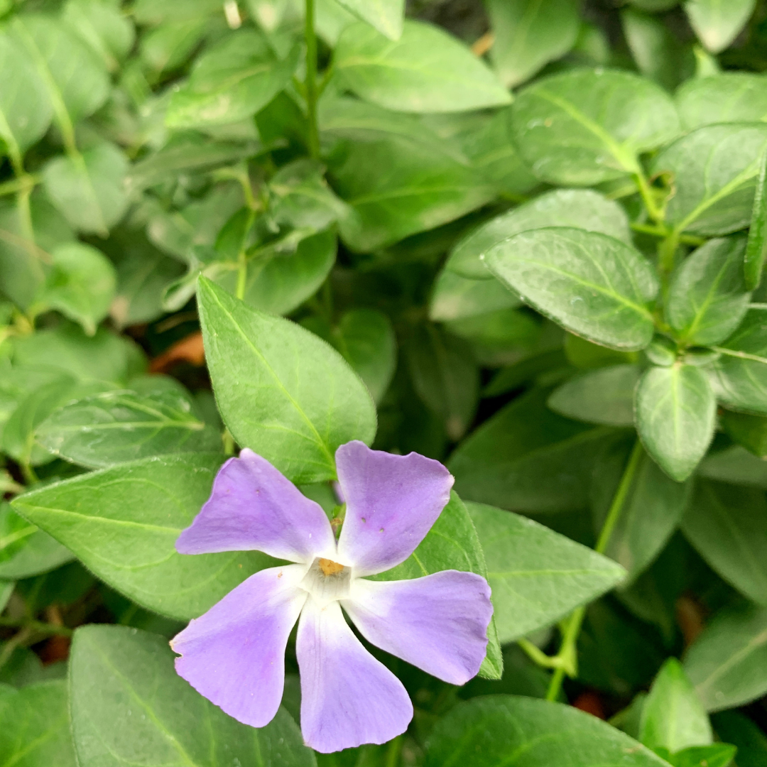 Vinca Mayor - Vinca Major