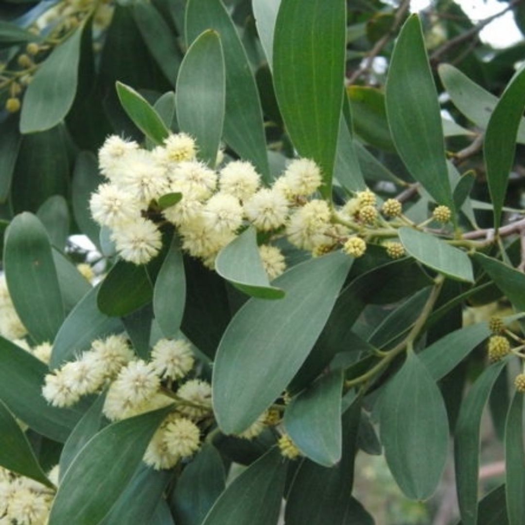 Aromo Australiano - Acacia Melanoxylon