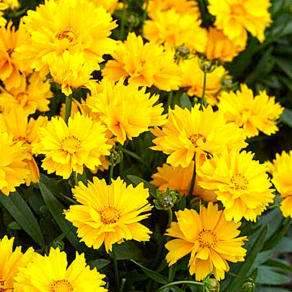Coreopsis - Coreopsis Grandiflora
