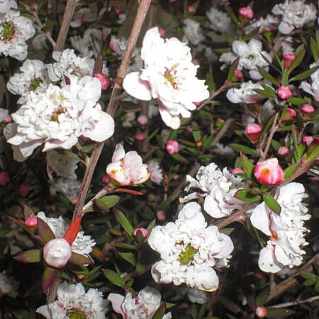 Leptospermum - Leptospermum Scoparium