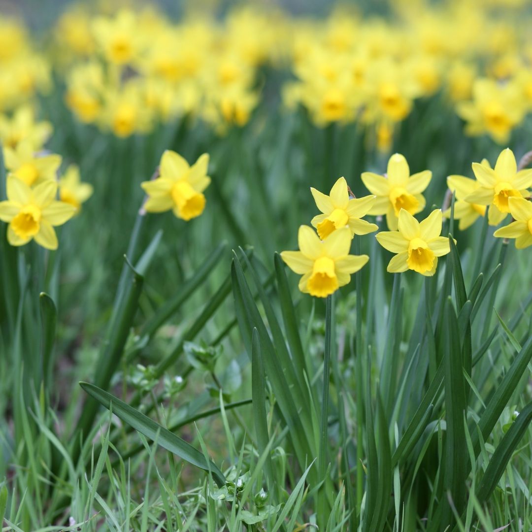Narciso Silvestre - Narciso Jonquilla