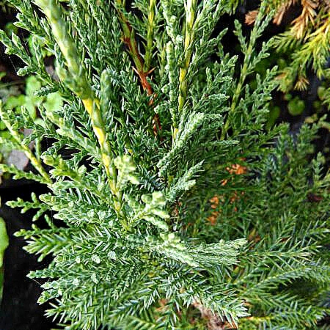Junipero Sabina - Juniperus Sabina