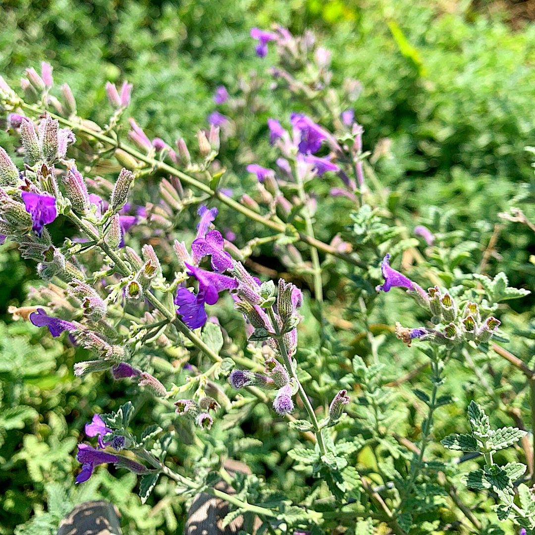 Nepeta - Nepeta Mussini