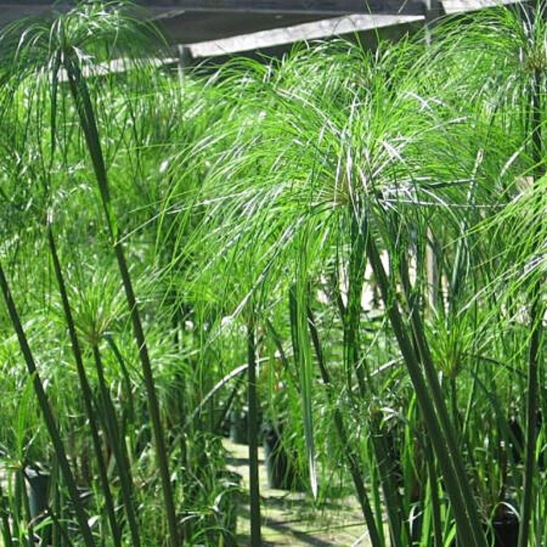 Papiro Egipcio - Cyperus Papyrus