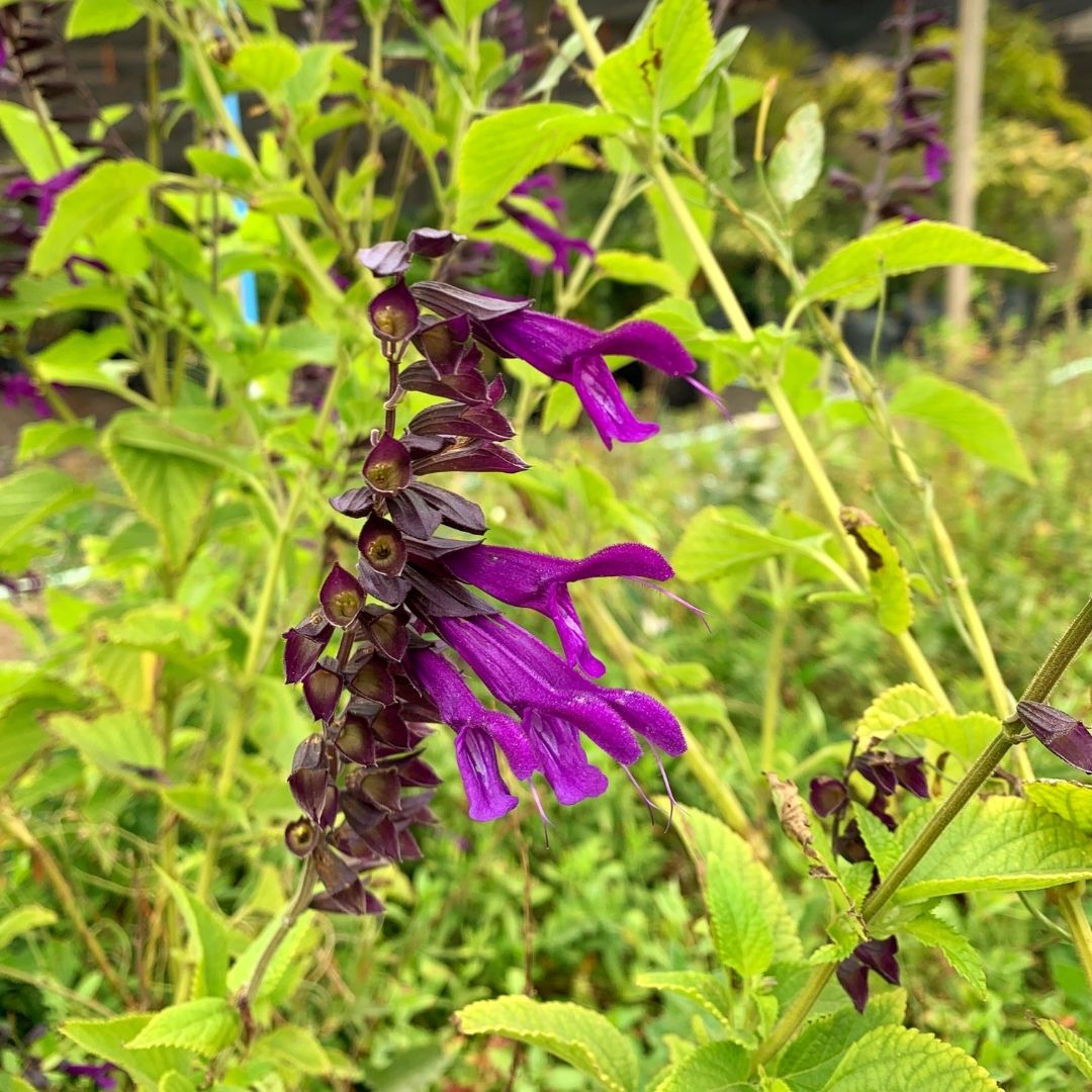 Salvia Black And Blue - Salvia Black And Blue &quot; Guaranitica&quot;