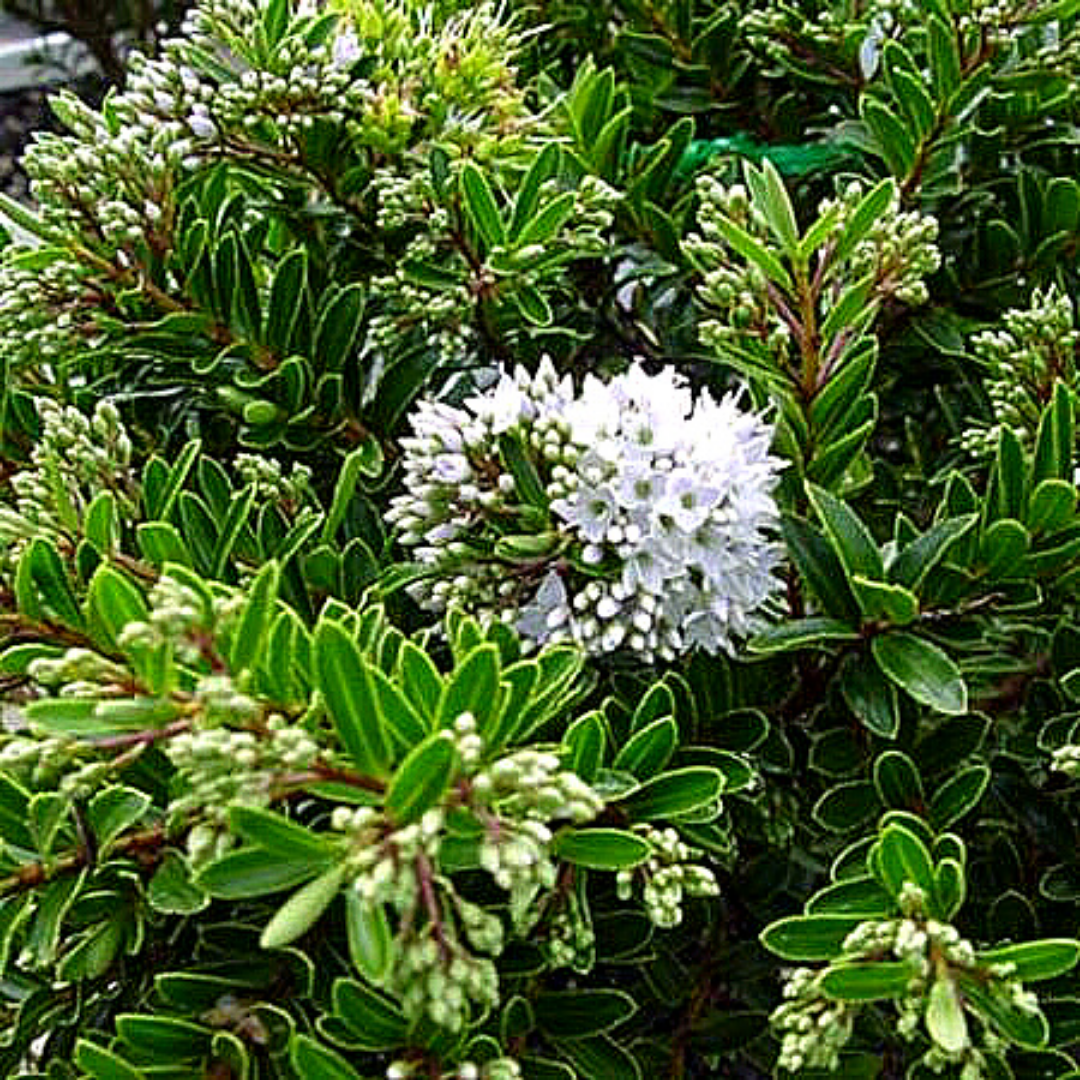 Verónica Buxifolia Blanca - Hebe Buxifolia