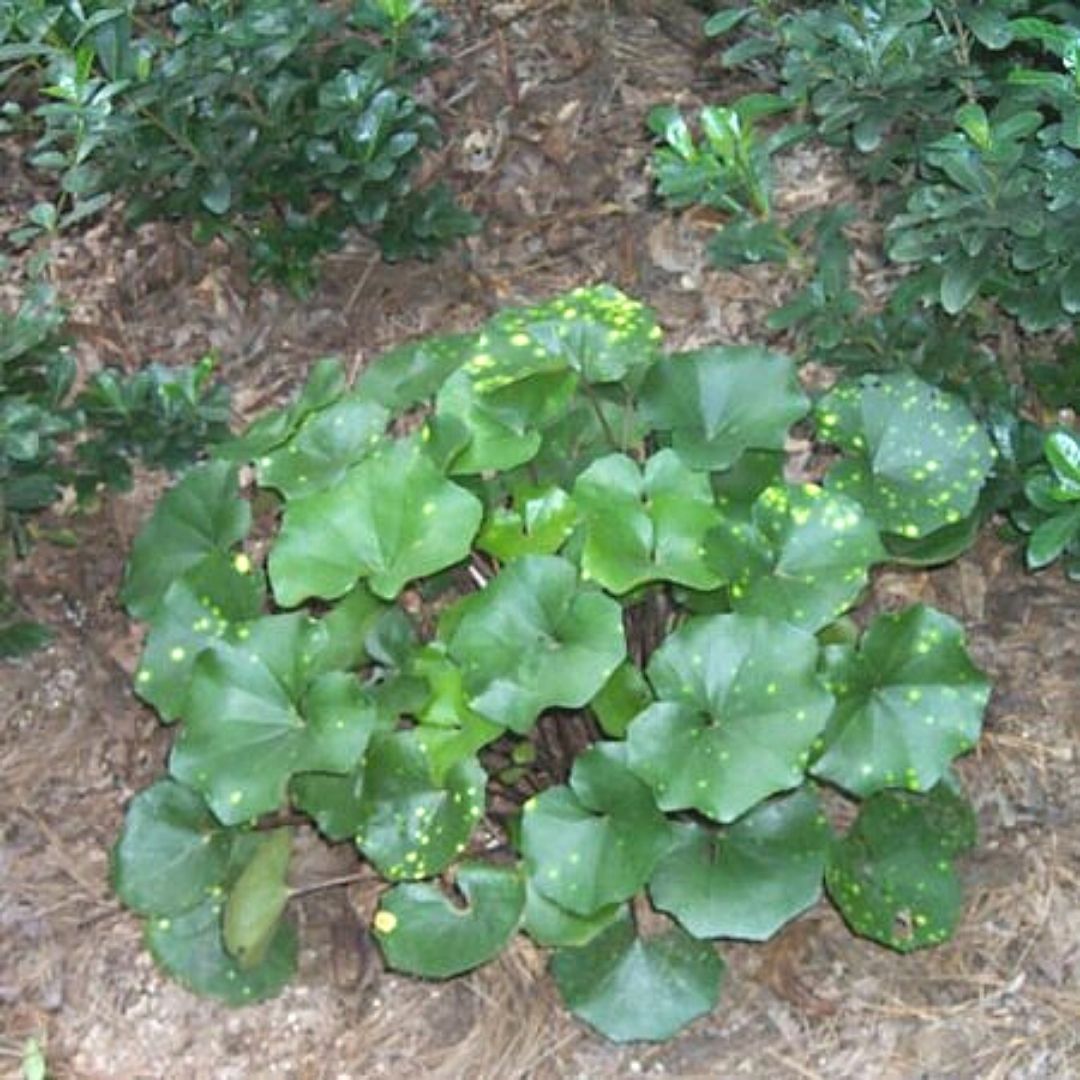 Ligularia - Ligularia Tusilaginea
