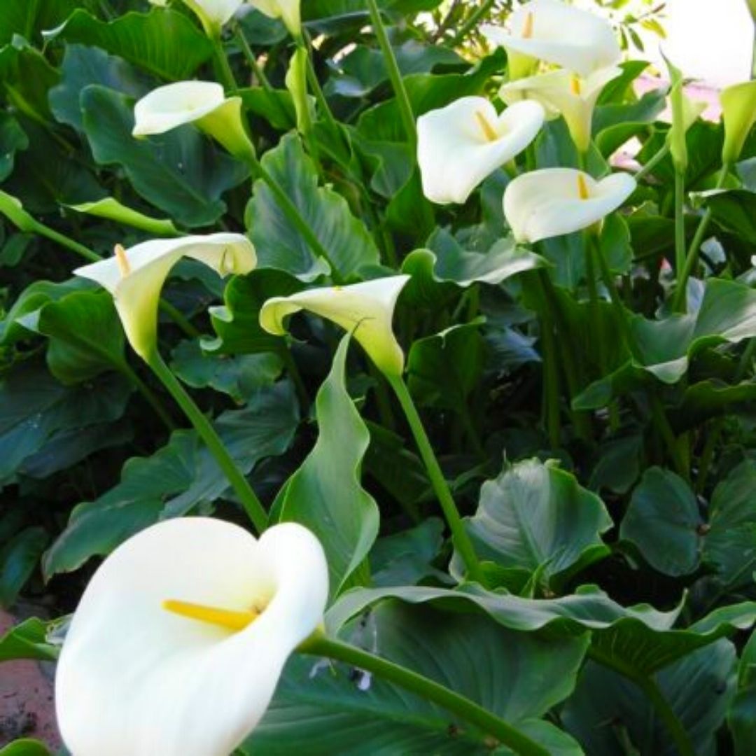 Cala Blanca - Zantedeschia Aethiopica