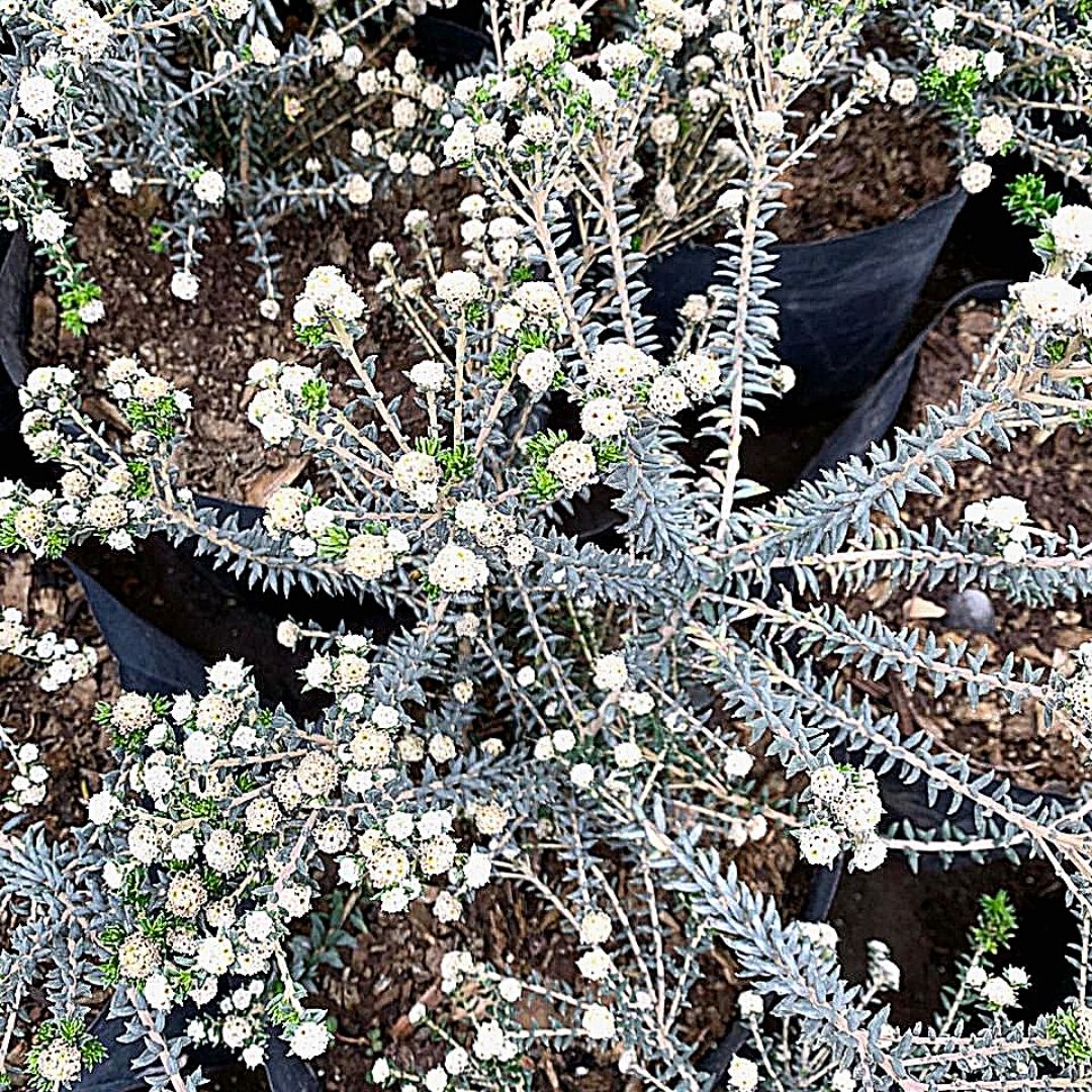 Philica - Phylica Ericoides