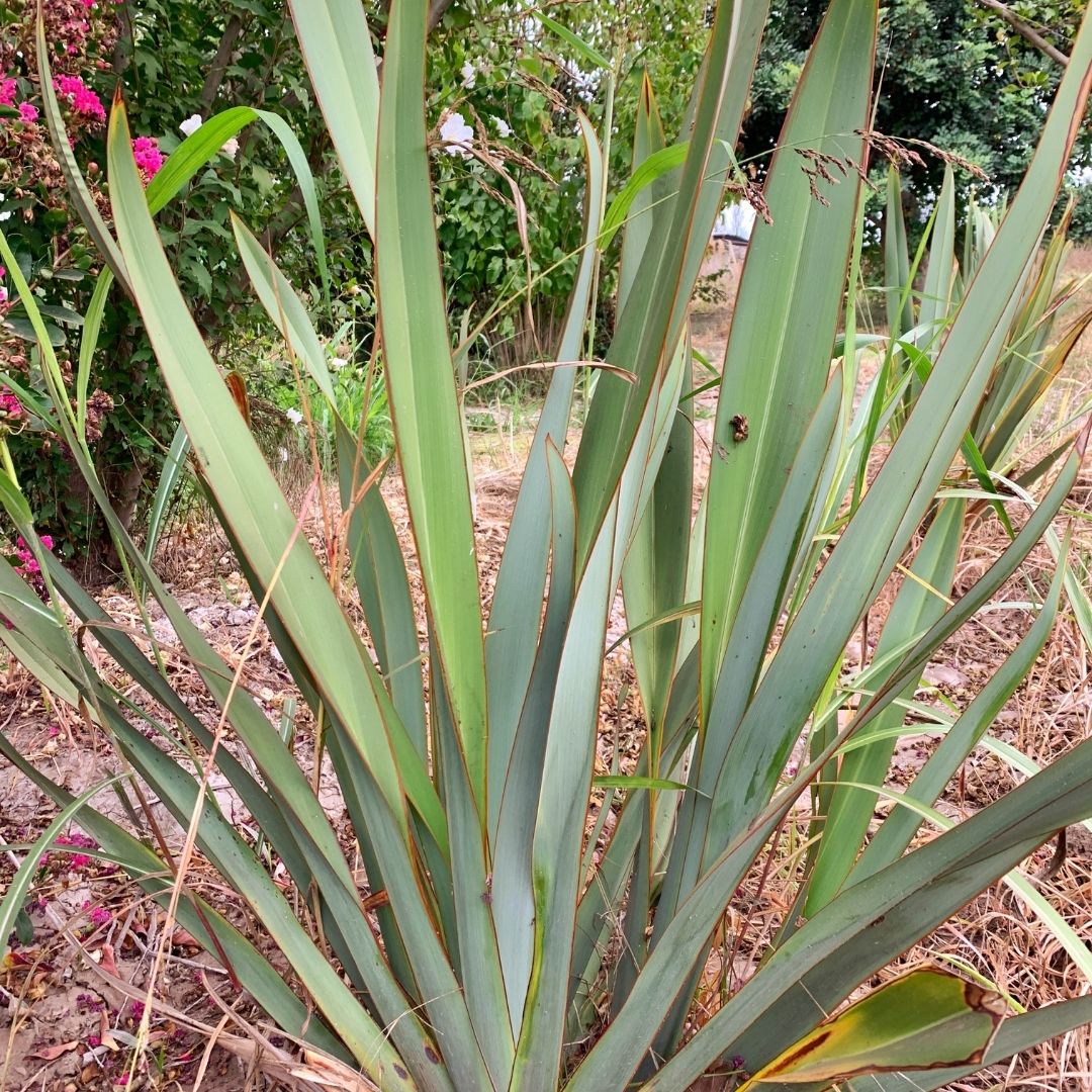 Pita Verde - Phormium Tenax