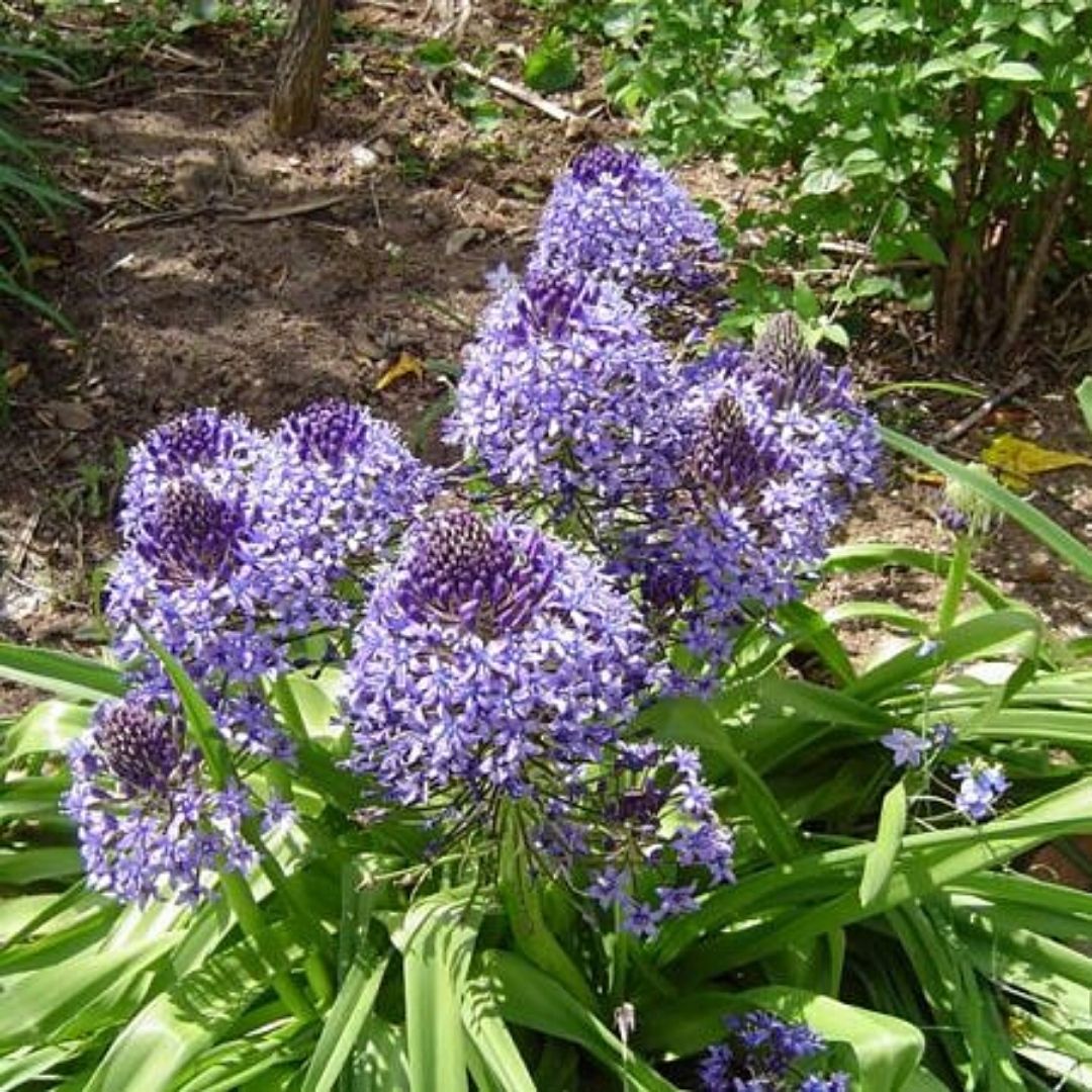 Scilla - Scilla Peruviana