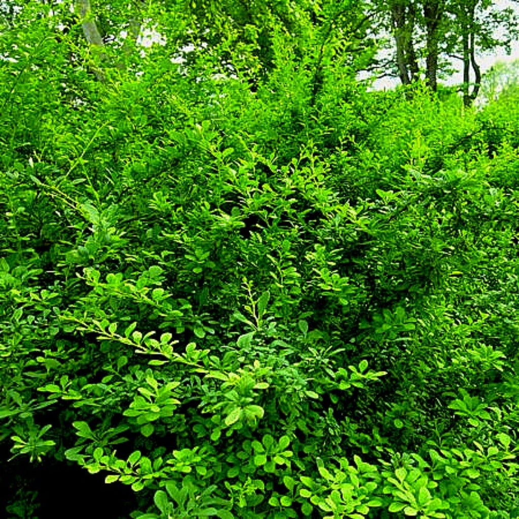 Berberis verde - Berberis thumbergi