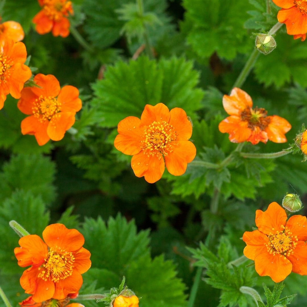 Geum - Geum Chiloense Naranjo