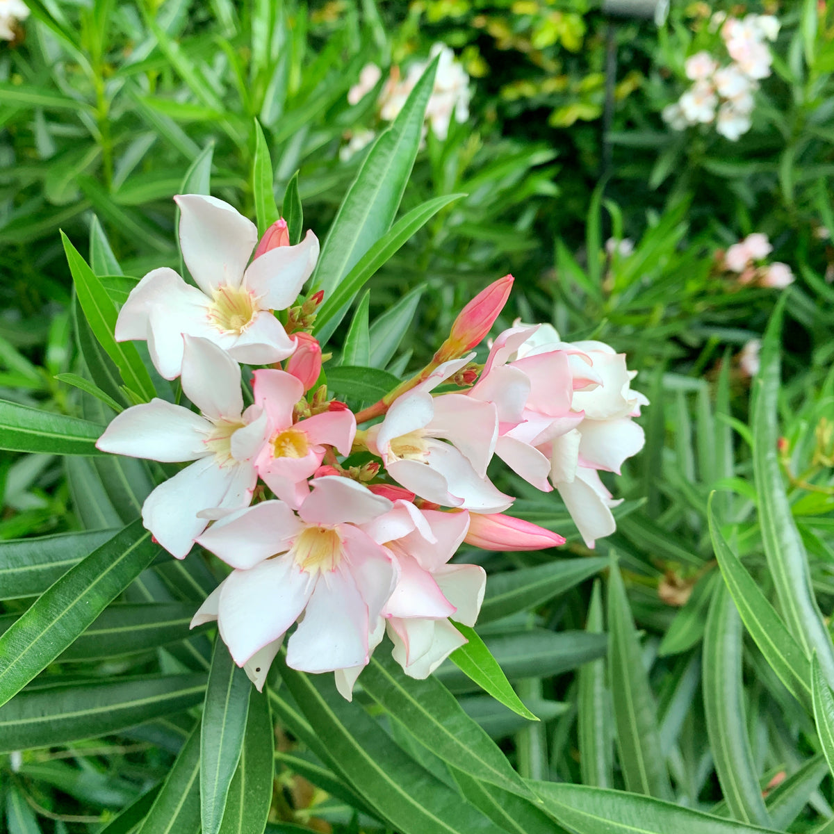 Laurel De Flor Enano - Nerium Oleander Var. Nana Damasco