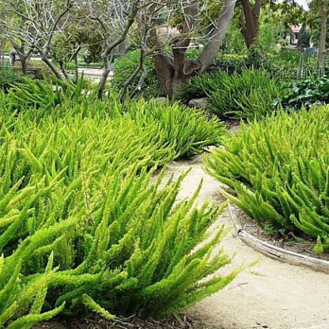 Helecho Meyeri - Asparraus Mayeri