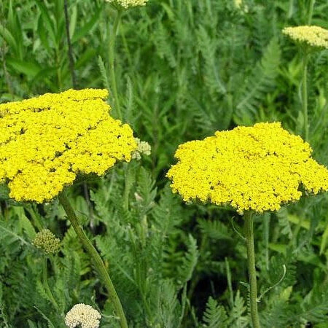 Achilea - Achillea Millefolium Amarilla.