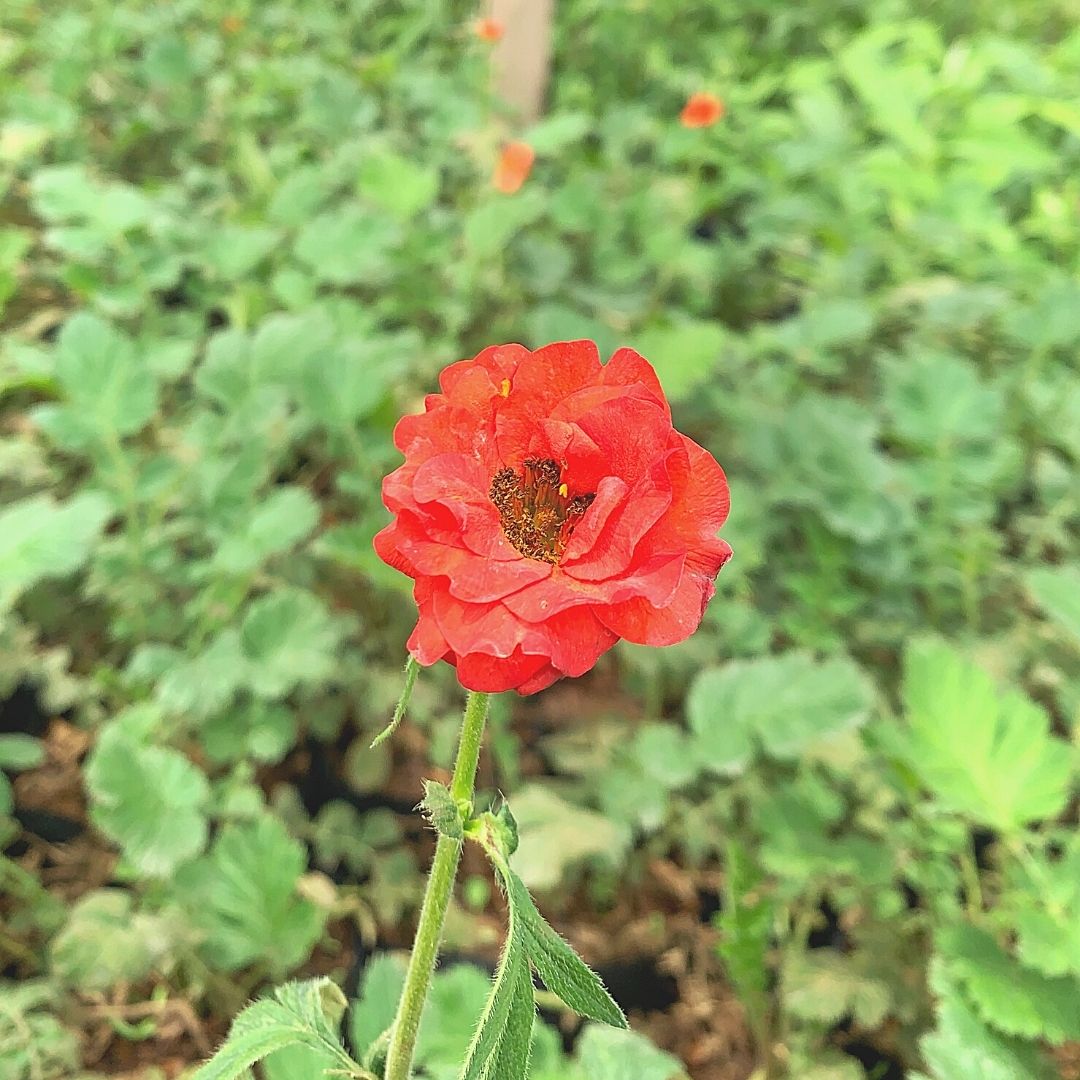 Geum - Geum Chiloense