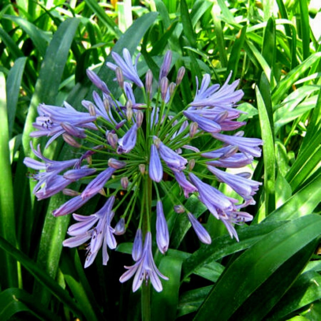 Agapanto Azul - Agapanthus Africanus.