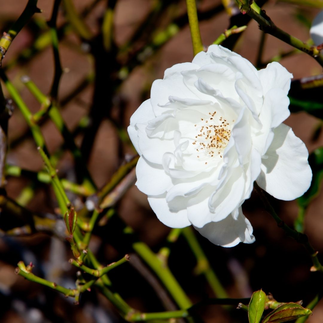 Rosa Pie Alto Iceberg Blanca