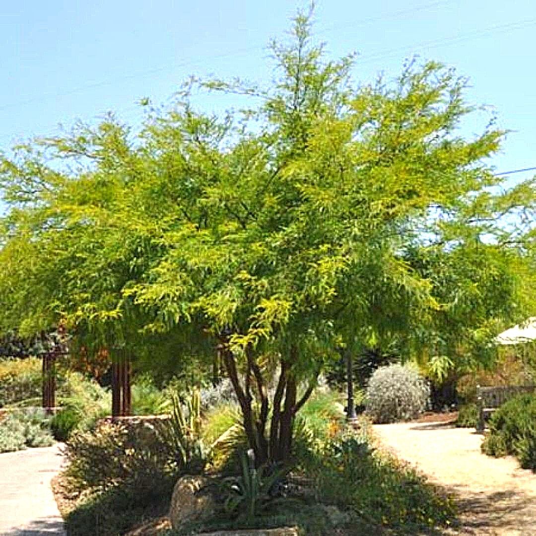 Algarrobo Chileno - Prosopis Chilensis.