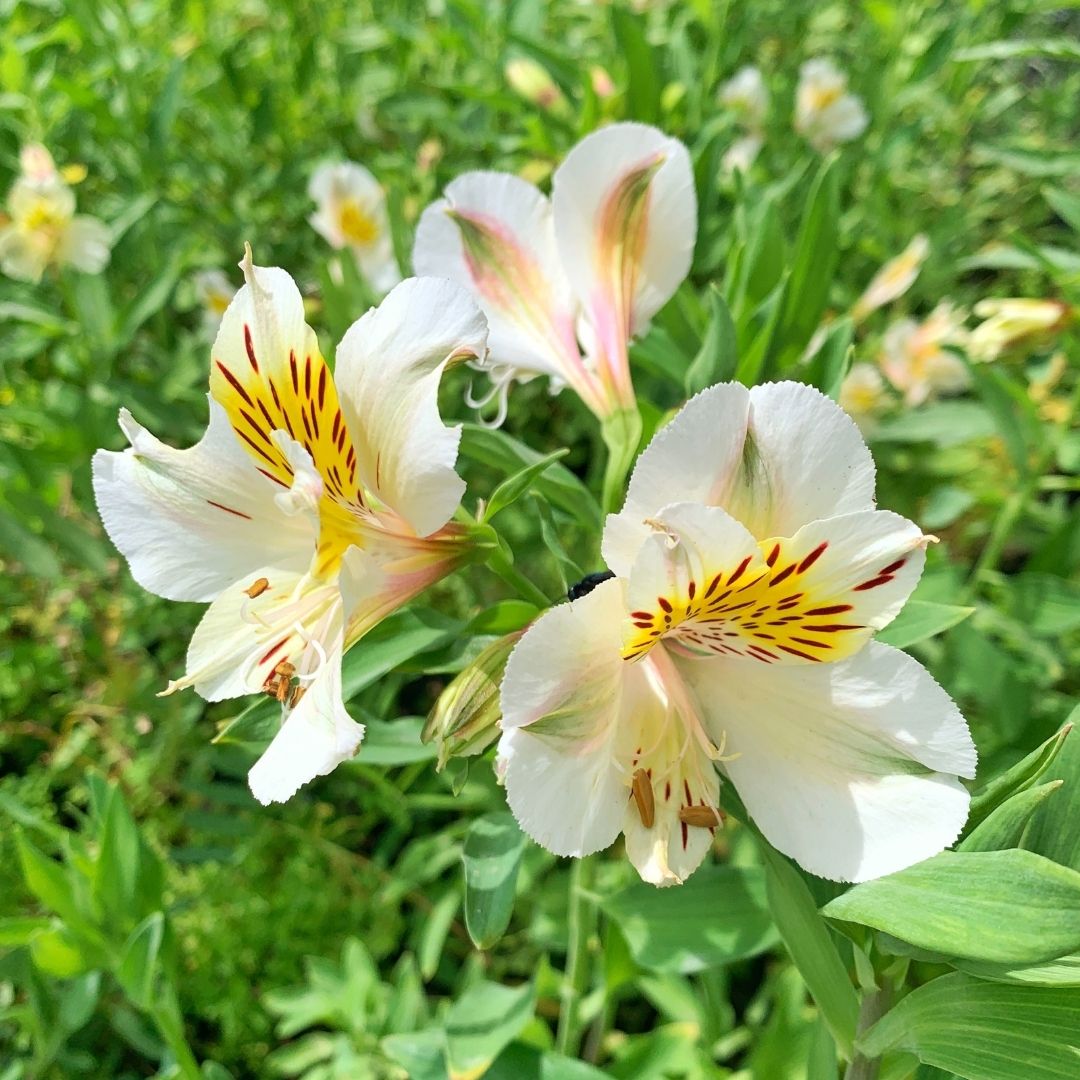 Alstroemeria - Alstroemeria Sp.