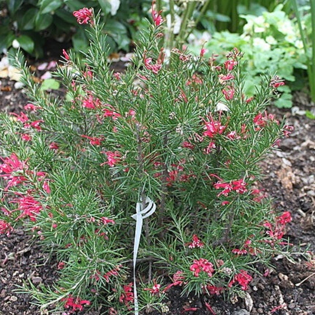 Grevillea Juniperina - Grevillea Juniperina