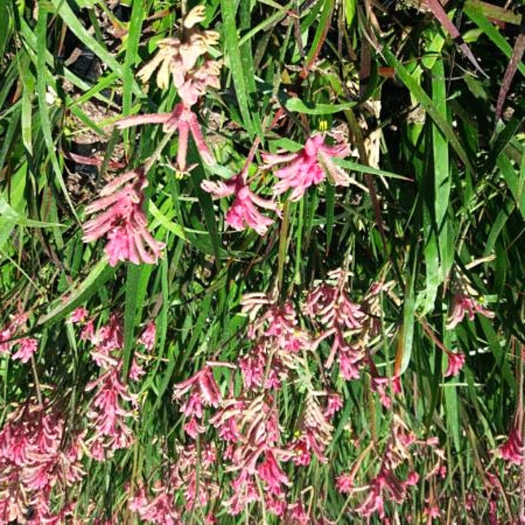 Anigozanthus Flavidus- Pata De Canguro(Rosado)