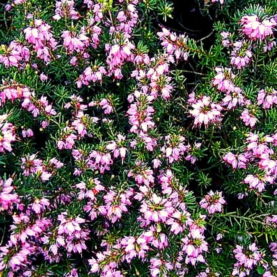 Erica rosada de invierno- Erica Carnea