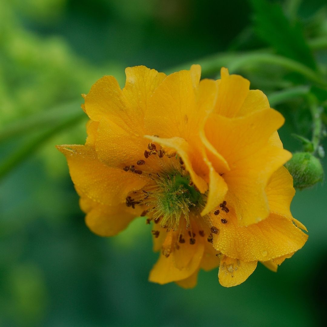 Geum - Geum Chiloense Amarillo
