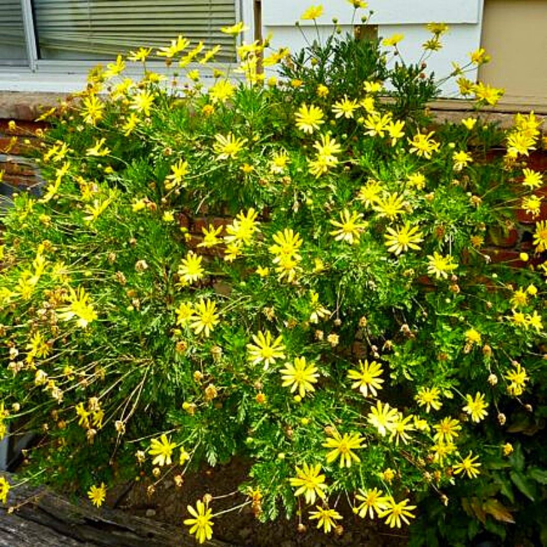 Tanacetum - Euryops Pectinatus