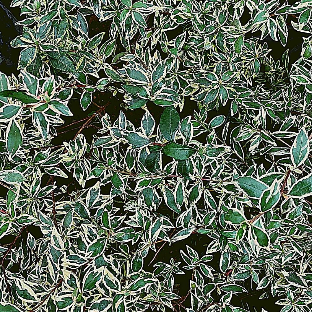 Abelia Variegada Enana - Abelia Variegata Nana