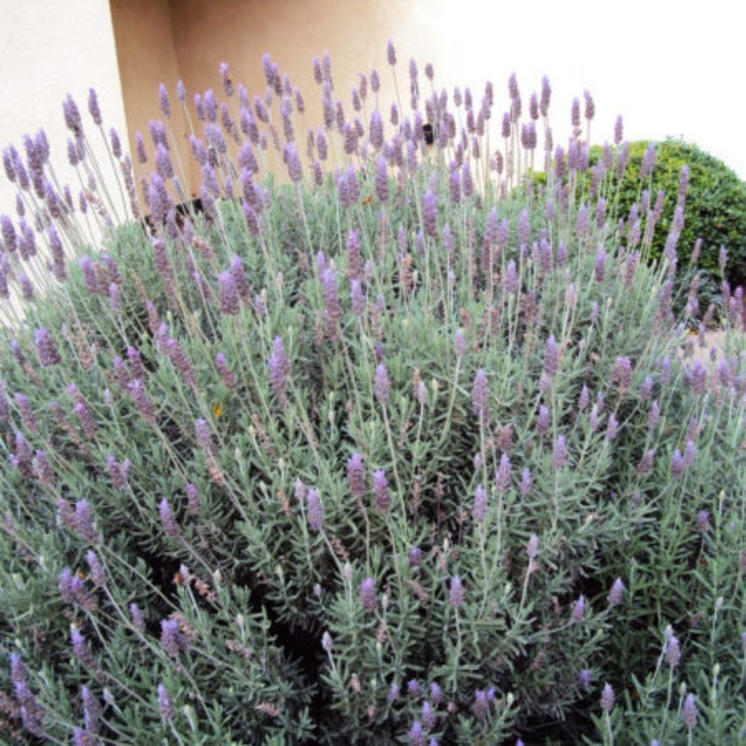 Lavanda Inglesa - Lavandula Officinalis o Augustifolia