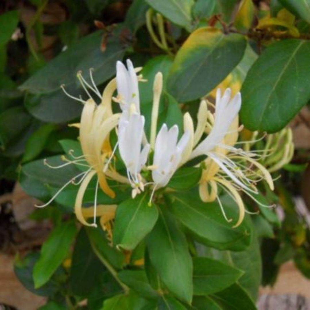Madre Selva Flor Blanca - Lonicera Japonica