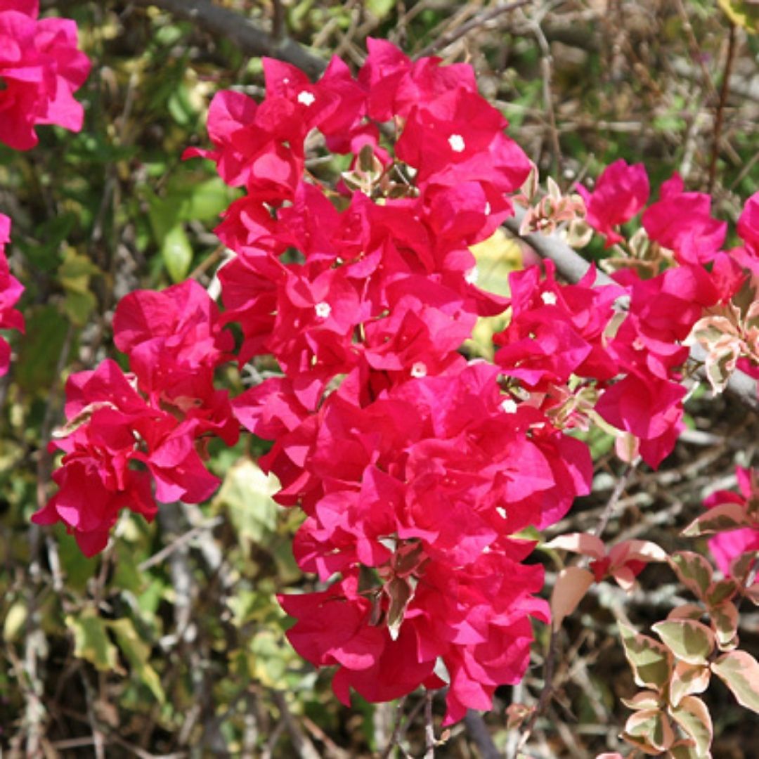 Bougainvillea - Bougainvillea Spp.